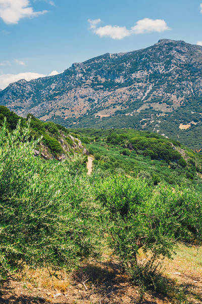 Cretan fields with olive trees